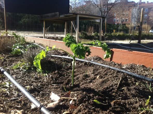 Cactus y coles: lo plantado este invierno